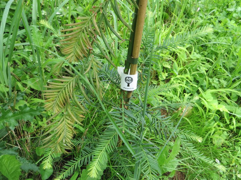 Ein gepflanzter Sequoia sempervirens (Redwood)